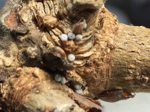 ウラジロミドリシジミ卵